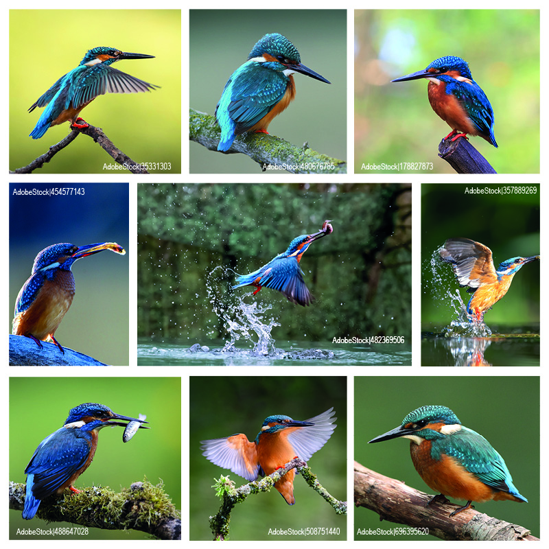 Eisvogel, Alcedo atthis
